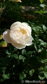 Desdemona Desdemona