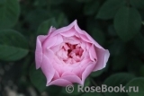 The Alnwick Rose The Alnwick Rose