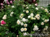 Crocus Rose® Crocus Rose®
