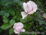Rosalind Rosalind