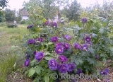 Rhapsody in Blue Rhapsody in Blue