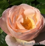 Uetersener Klosterrose Uetersener Klosterrose