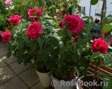 Rosier Rose Lalande de Pomerol ® Rosier Rose Lalande de Pomerol ®