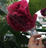 Rosier Rose Lalande de Pomerol ® Rosier Rose Lalande de Pomerol ®