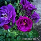 Rhapsody in Blue Rhapsody in Blue