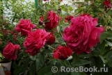 Rosier Rose Lalande de Pomerol ® Rosier Rose Lalande de Pomerol ®