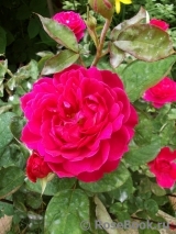 Sophy’s Rose Sophy’s Rose