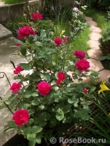 Sophy’s Rose Sophy’s Rose