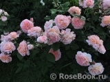Augusta Luise Augusta Luise