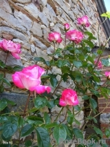 Rose Gaujard Rose Gaujard