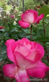Rose Gaujard Rose Gaujard