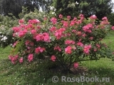 Rosy Carpet Rosy Carpet