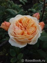 Crown Princess Margareta® Crown Princess Margareta®