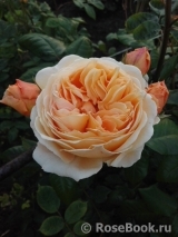 Crown Princess Margareta®