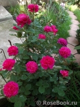 Sophy’s Rose Sophy’s Rose