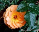 Bernstein-Rose Bernstein-Rose