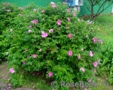 Rosa rugosa rubra Rosa rugosa rubra