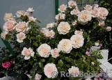 Chandos Beauty Chandos Beauty