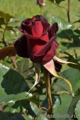 Black Baccara Black Baccara