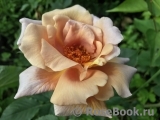 Julia's Rose Julia's Rose