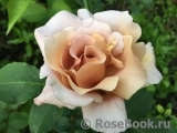 Julia's Rose Julia's Rose