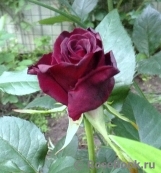 Black Baccara Black Baccara