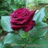Black Baccara Black Baccara