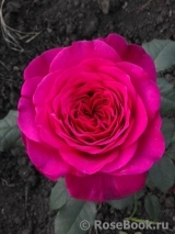 Johann Wolfgang von Goethe Rose® Johann Wolfgang von Goethe Rose®