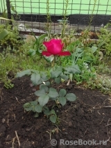 Johann Wolfgang von Goethe Rose® Johann Wolfgang von Goethe Rose®