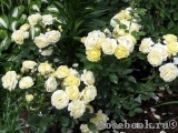 Golden Border Golden Border