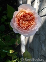 Abraham Darby Abraham Darby