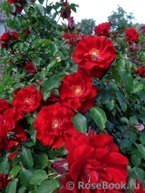 Roter Korsar Roter Korsar