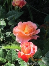 Augusta Luise Augusta Luise