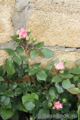 Mariatheresia Mariatheresia