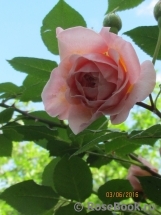 Strawberry Hill Strawberry Hill