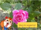 Mary Rose Mary Rose