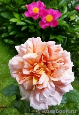 Abraham Darby Abraham Darby