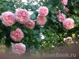 Strawberry Hill Strawberry Hill