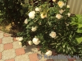 Crocus Rose® Crocus Rose®