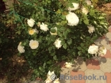Crocus Rose® Crocus Rose®