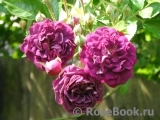 Bleu Magenta Bleu Magenta