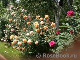 Lady of Shalott Lady of Shalott