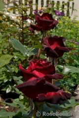 Black Baccara Black Baccara
