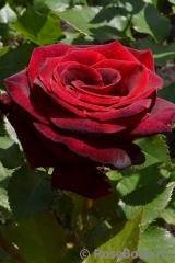 Black Baccara Black Baccara