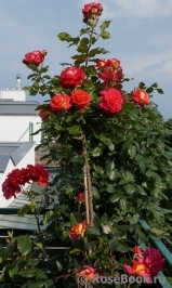 Midsummer Midsummer