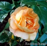 Bernstein-Rose Bernstein-Rose