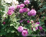 Heidi Klum Rose Heidi Klum Rose