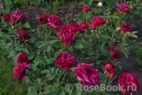 Darcey Bussell Darcey Bussell