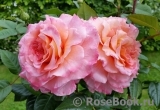Augusta Luise Augusta Luise