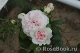 Mariatheresia Mariatheresia